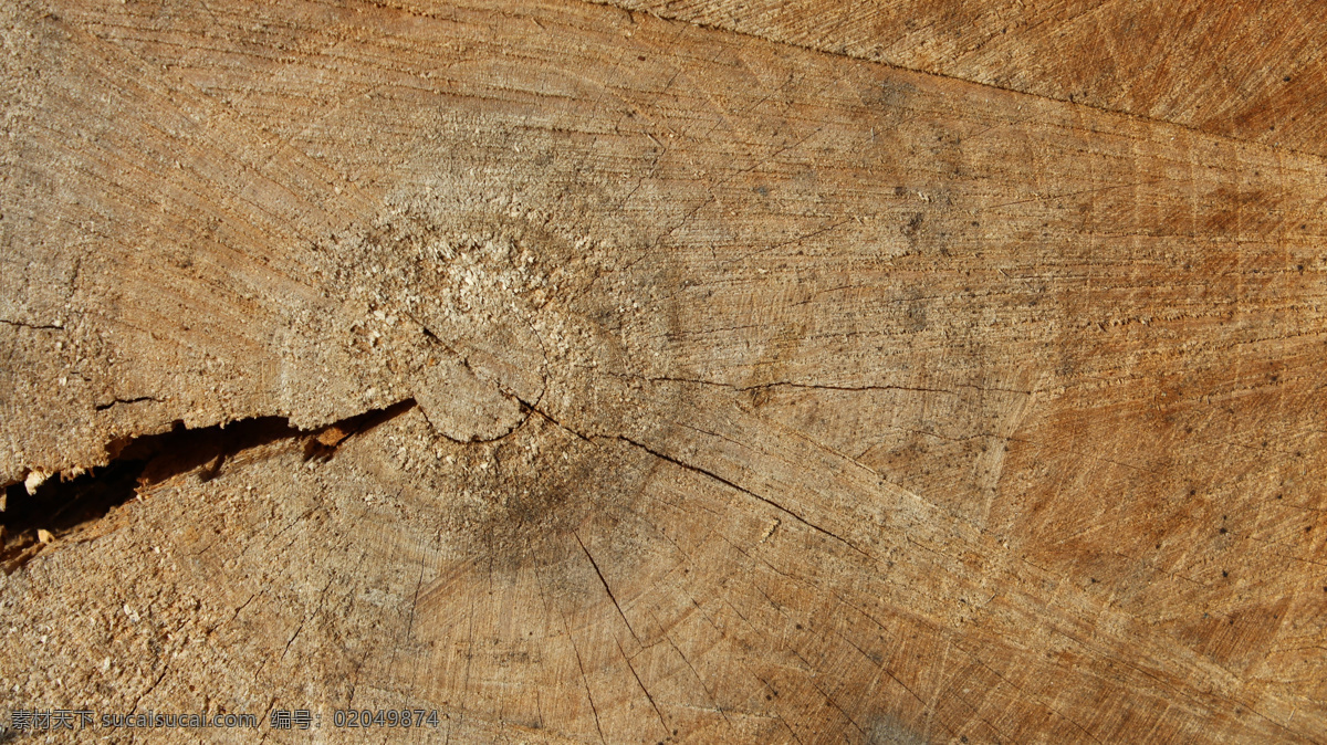 树年轮 树 年轮 木纹 纹理 生活百科 生活素材