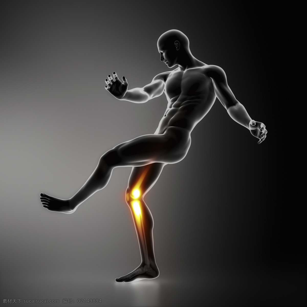 男性 人体 膝关节 器官 男性人体器官 医疗科学 医学 人体器官图 人物图片
