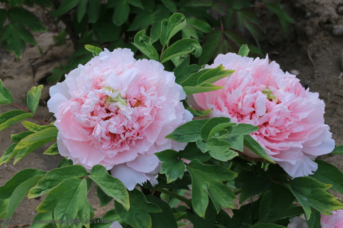 牡丹花 牡丹 观赏花卉 鼠姑 木芍药 百雨金 洛阳花 花朵 花瓣 花蕊 花卉 花儿 花草 植物 园林绿化 绿化景观 芍药牡丹 生物世界