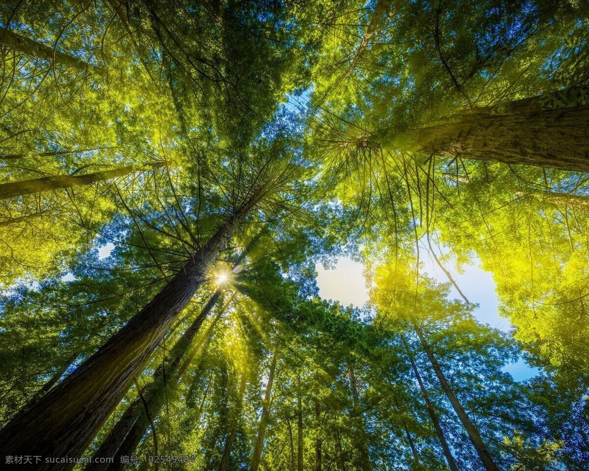 绿色 清新 护 眼 森林 护眼 树木 风景 生物世界 树木树叶