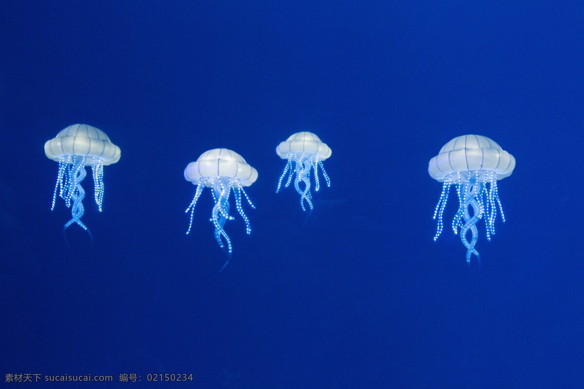 海底 水母 海底水母 海蜇 透明水母 刺胞动物