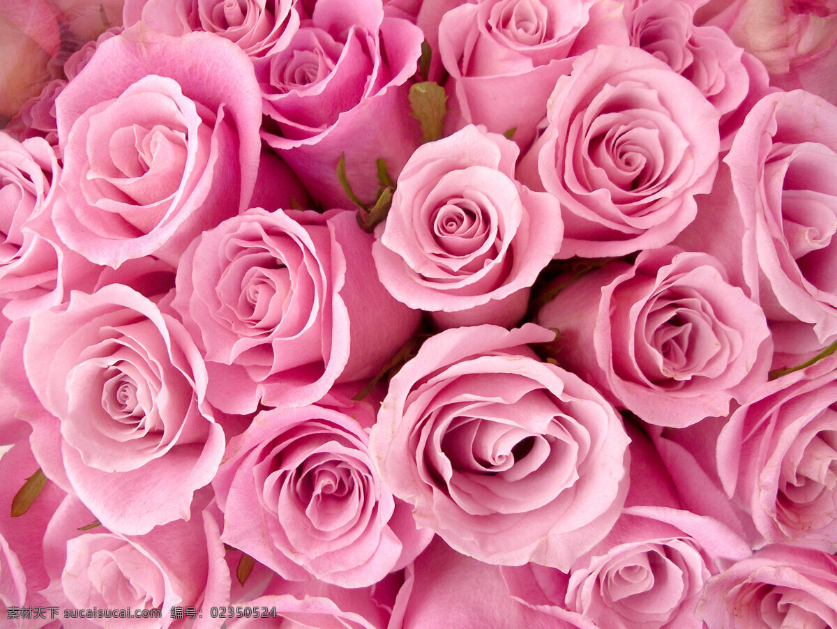 开 艳丽 玫瑰花 花朵 鲜花 花卉 植物 花草树木 生物世界 粉色