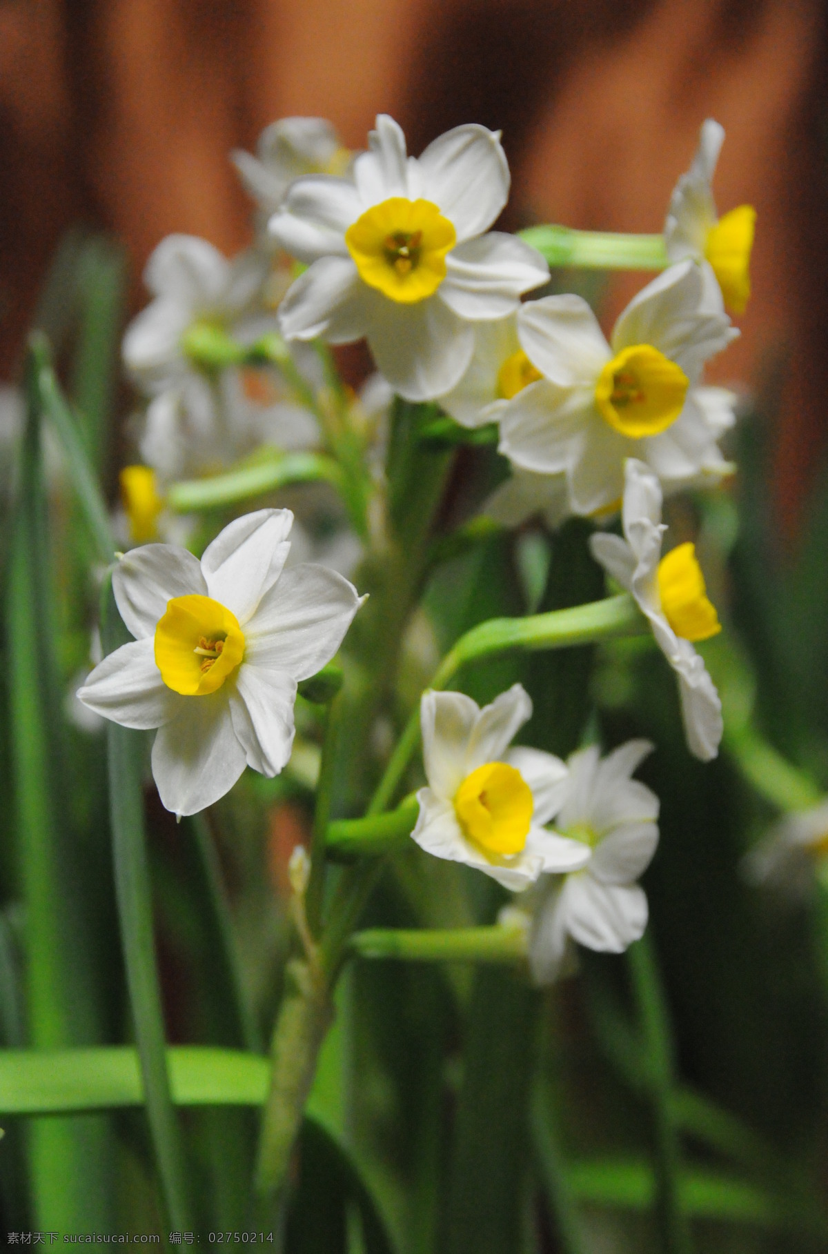 水仙花 水仙 漳州 仙子花 花朵 花花世界 一花一世界 花草 生物世界