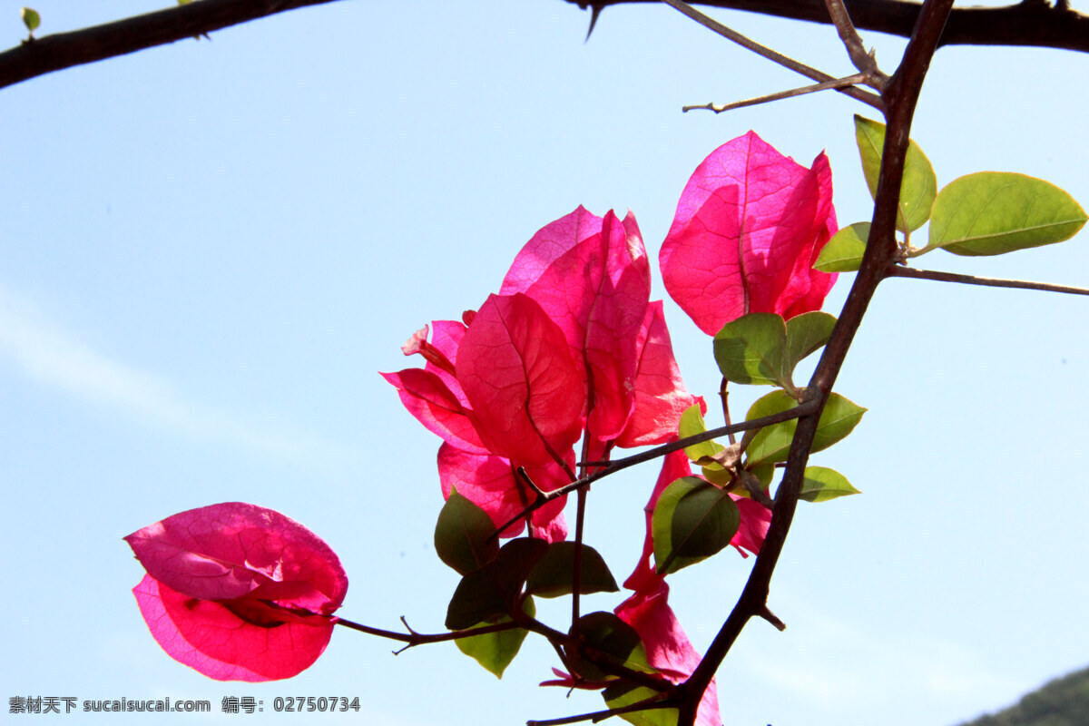 紫色三角梅 红色三角梅 高清三角梅 三角梅 三角花 叶子花 叶子梅 南美紫茉 生物世界 花卉摄影 花草