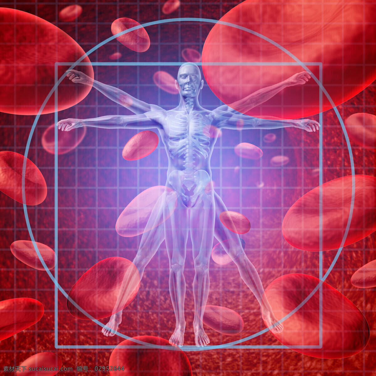 男性 人体 比例 骨骼器官 人体比例 男性人体器官 血液细胞 红色背景 医疗科学 医学 医疗护理 现代科技