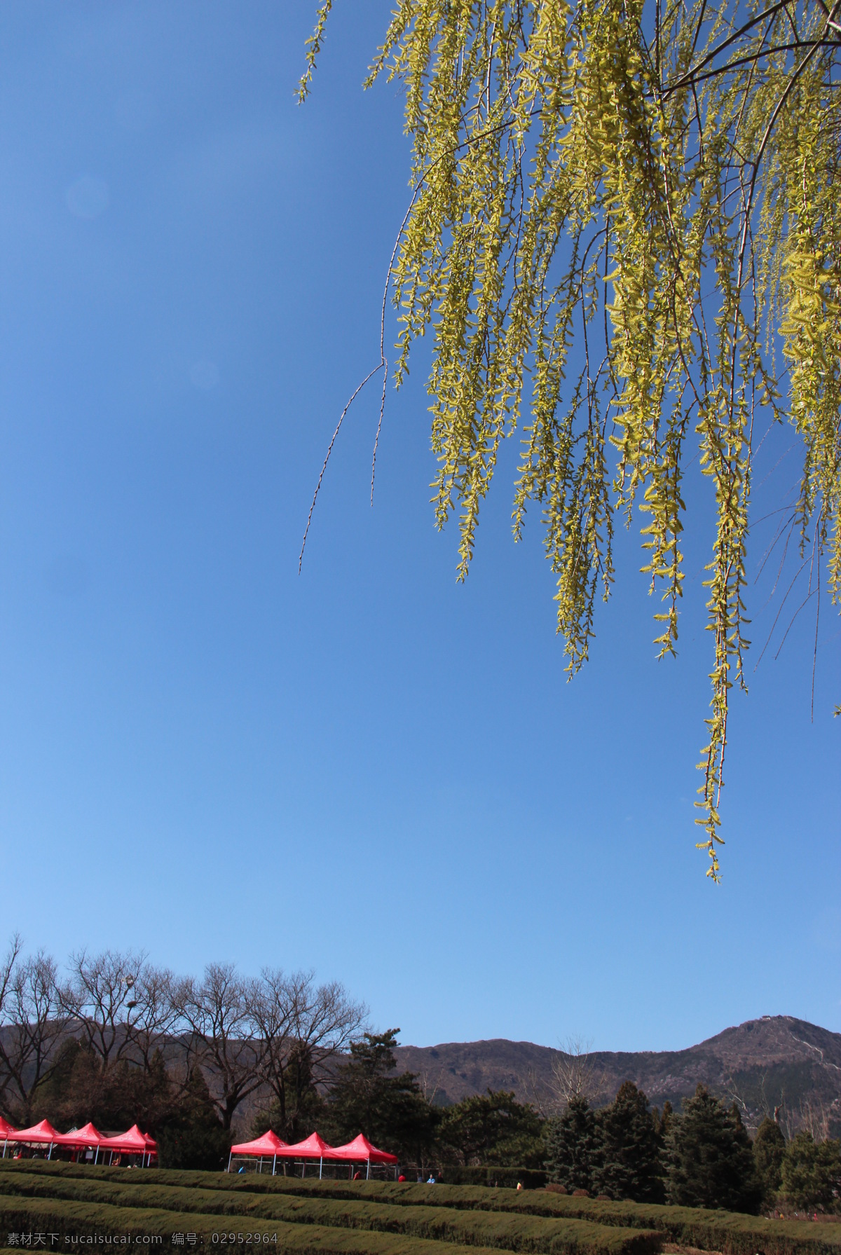柳树 春天 蓝天 绿叶 自然风景 自然景观 气息 绿叶谁裁出 psd源文件