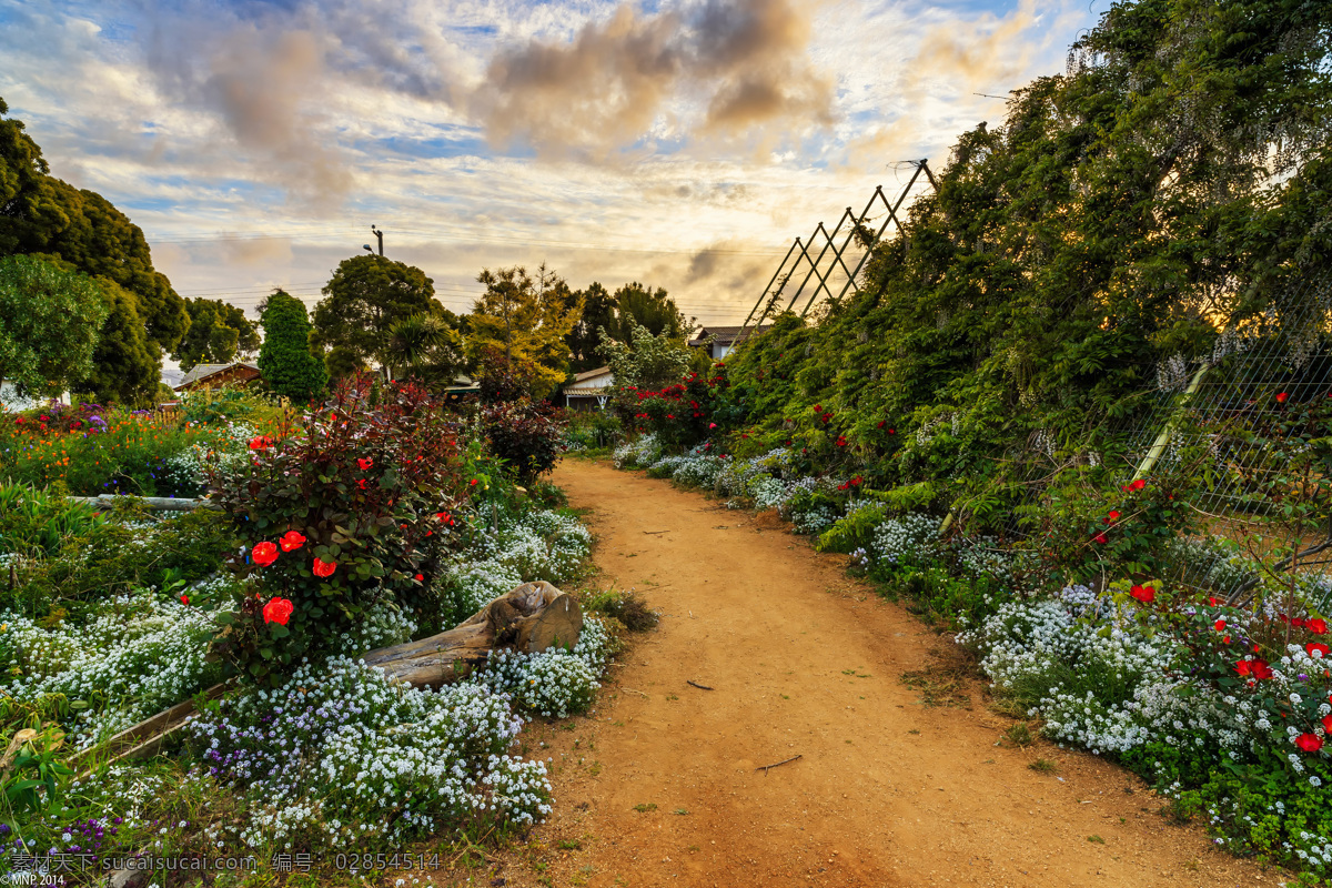 智利庭院 智利 庭院 庭园 红花 白色花 花草 天空 树木 云朵 花园 自然景观 自然风景