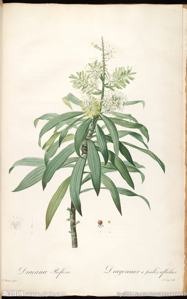 雷 杜德 手绘 花卉 插画 皮埃尔 约瑟夫 雷杜德 植物图 redoute choix des plus belles fleurs 手绘兰花 植物图谱 装饰画 无框画 手绘插画 蝴蝶 鲜花 手绘花纹 精美花纹 兰花贴图 简洁 移门设计 彩色花朵 手绘设计 手绘花朵 花纹素材 生物世界 花草