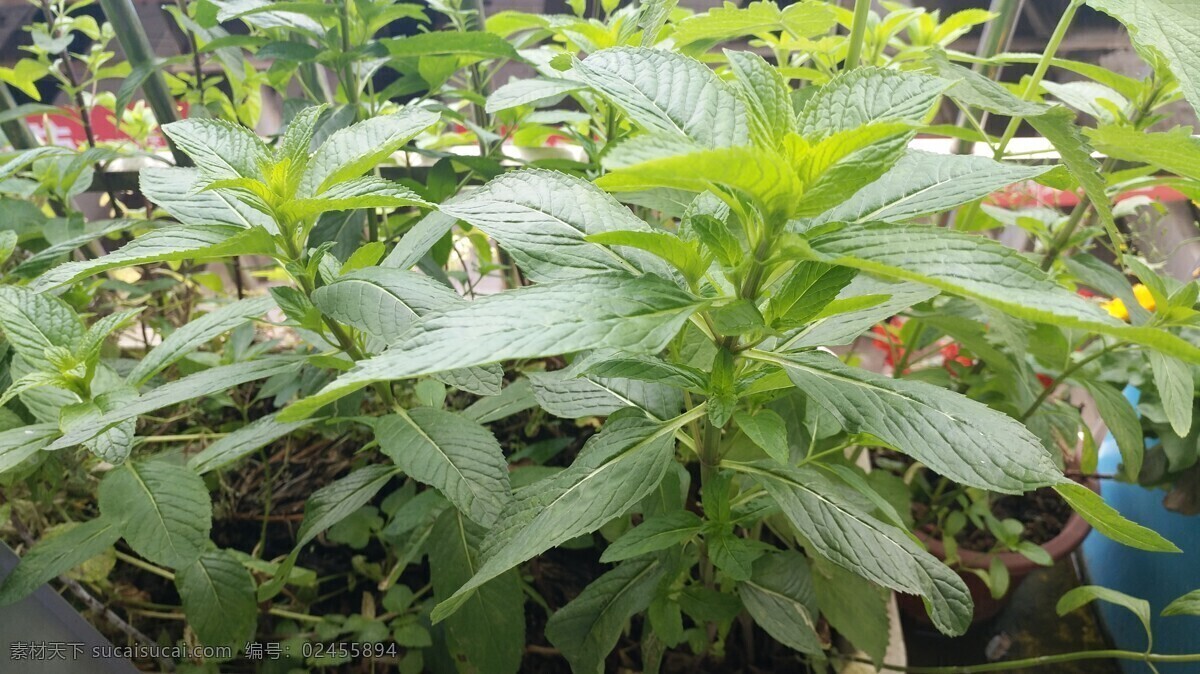 田园风光 随拍 别称 野薄荷 夜息香 植物 绿色 仁丹草 见肿消 中草药 薄荷花 银丹草 藿香 紫苏 薄荷 石菖蒲 自然景观