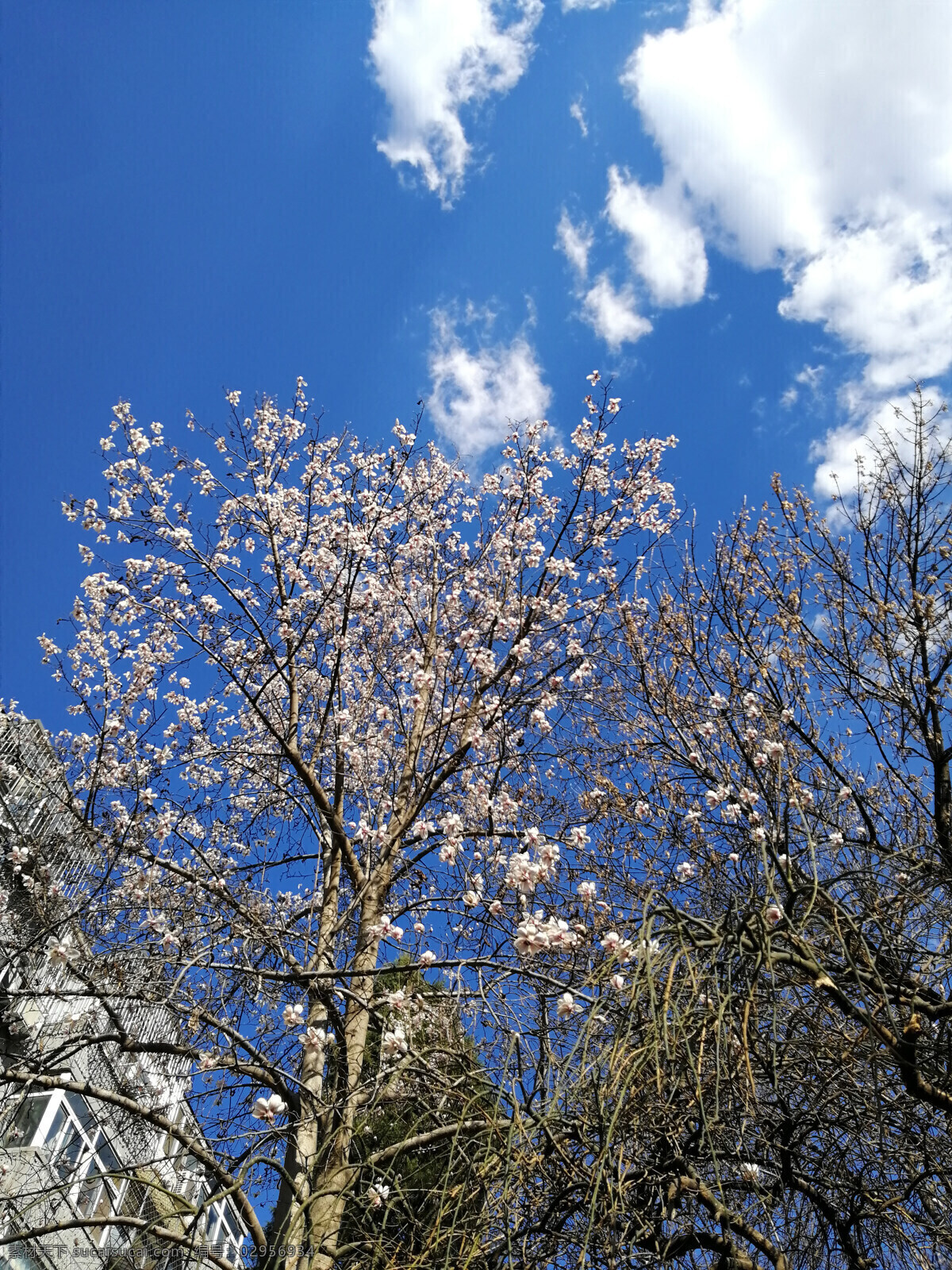 北京 蓝天 白云 天空 云朵 云彩 蓝天白云 形状 风光 晴朗 建筑 高楼 玉兰花 树木 北京的春天 生活百科 娱乐休闲