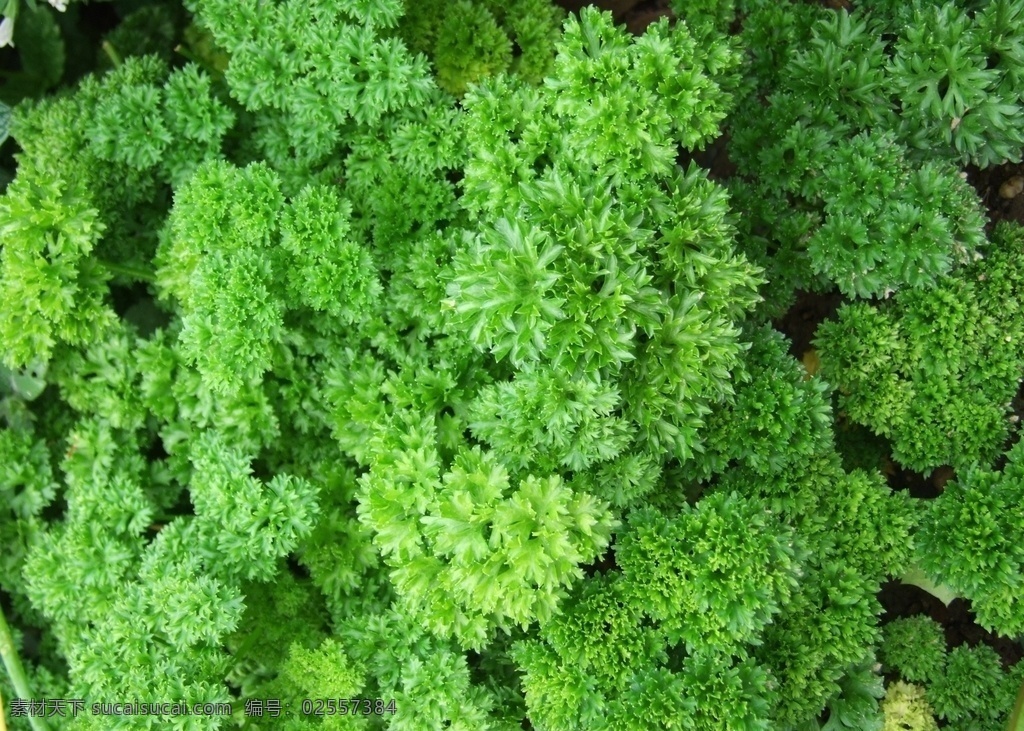 翠绿的香菜 香菜 有机蔬菜 绿色蔬菜 新鲜蔬菜 农产品 菜篮子 菜叶子 嫩叶 嫩绿的豌豆尖 叶子菜 菜蔬 果蔬 超市专供 农贸市场 餐桌 节日庆祝 生物世界 蔬菜