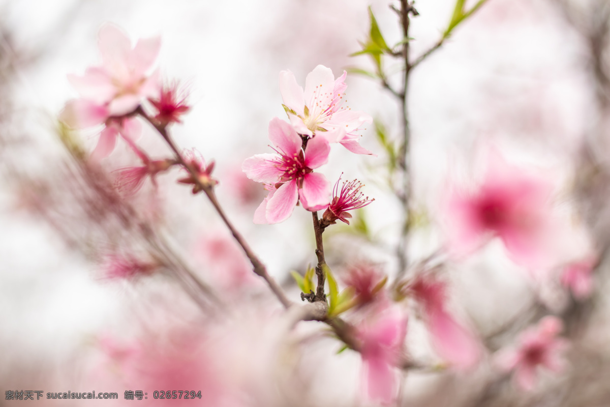 花 春天 桃树 粉桃花 盛开的桃花 美丽的桃花 春天的桃花 粉色的桃花 好看的桃花 桃花图片 桃花特写 生物世界 花草