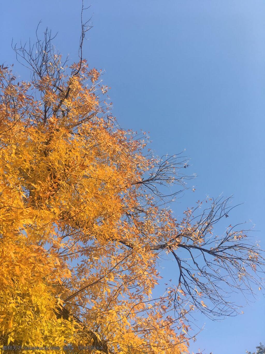 北京 秋天 北京的秋天 秋天枫叶 金黄树叶 金黄枫叶 秋天美景 自然景观 自然风景