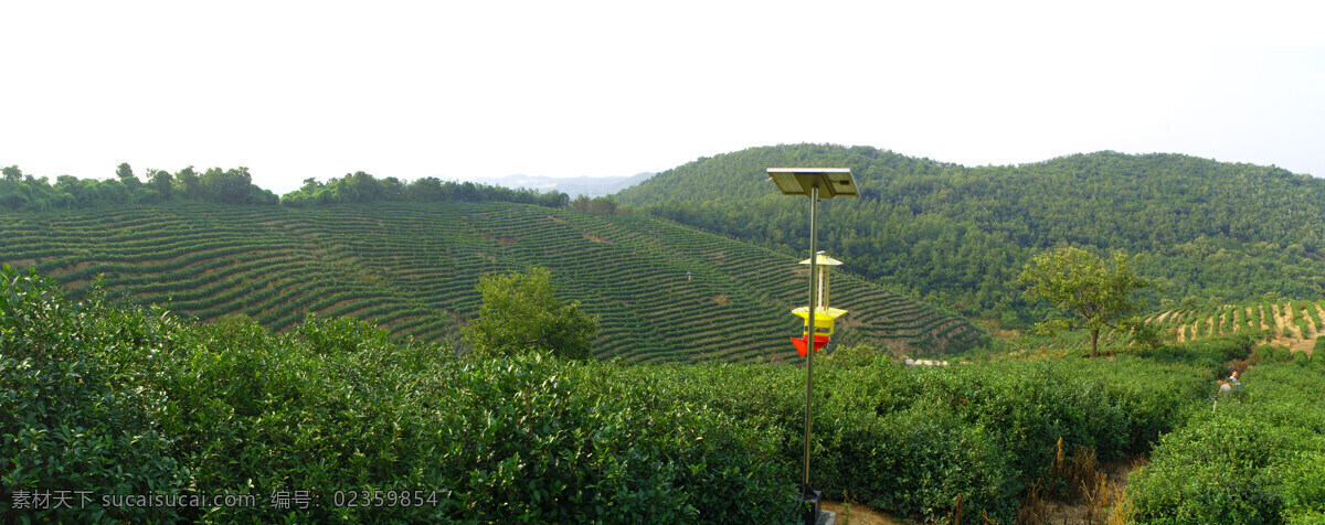 茶素材 茶叶 茶园 茶园风光 茶园风景 绿色 田园风光 茶园实景照片 山峰茶园 农业实景照片 茶园照片 茶园素材 绿色生态茶园 绿色茶园 茶园实景 自然景观