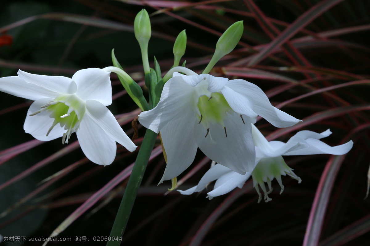 南美水仙 美国水仙 亚马逊百合 大花油加律 花朵 花儿 植物 花卉 花草 绿化景观 水仙花 花卉大观园 生物世界