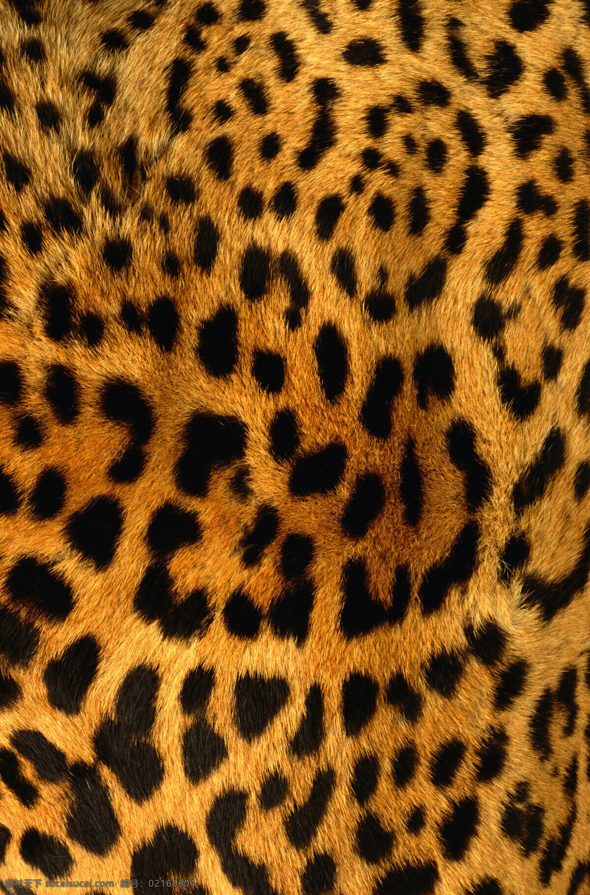 豹纹 动物毛皮 纹理 设计素材 广告素材 生物世界 野生动物
