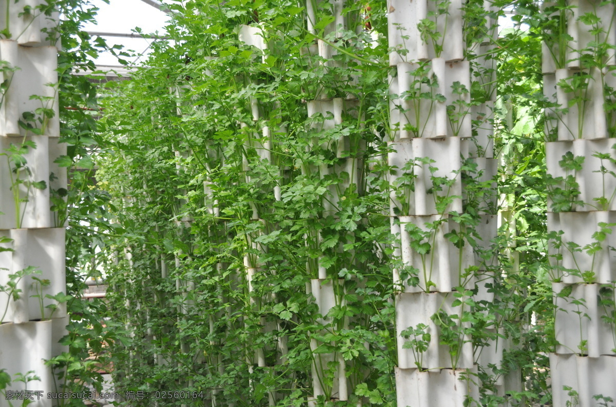 寿光 植物工厂 国际 蔬菜 科技 绿色 生物世界