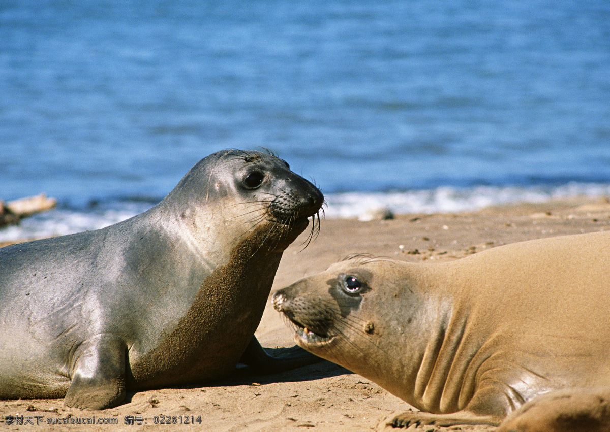 海滩 上 海豹 海洋生物 摄影图库 生物世界 滩上的海豹 psd源文件