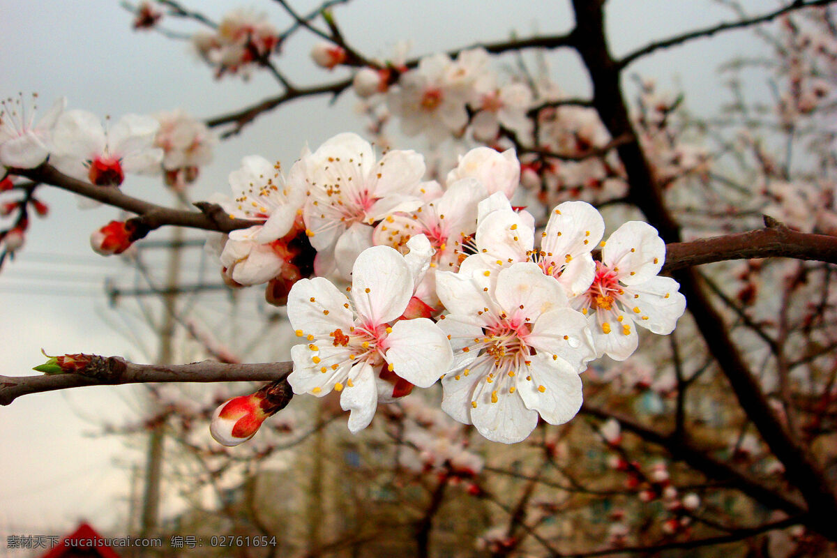 春雨 桃花 艳 春季 春暖花开 春天 花草 摄影图库 生物世界 春雨桃花艳 鲜花 桃树 psd源文件