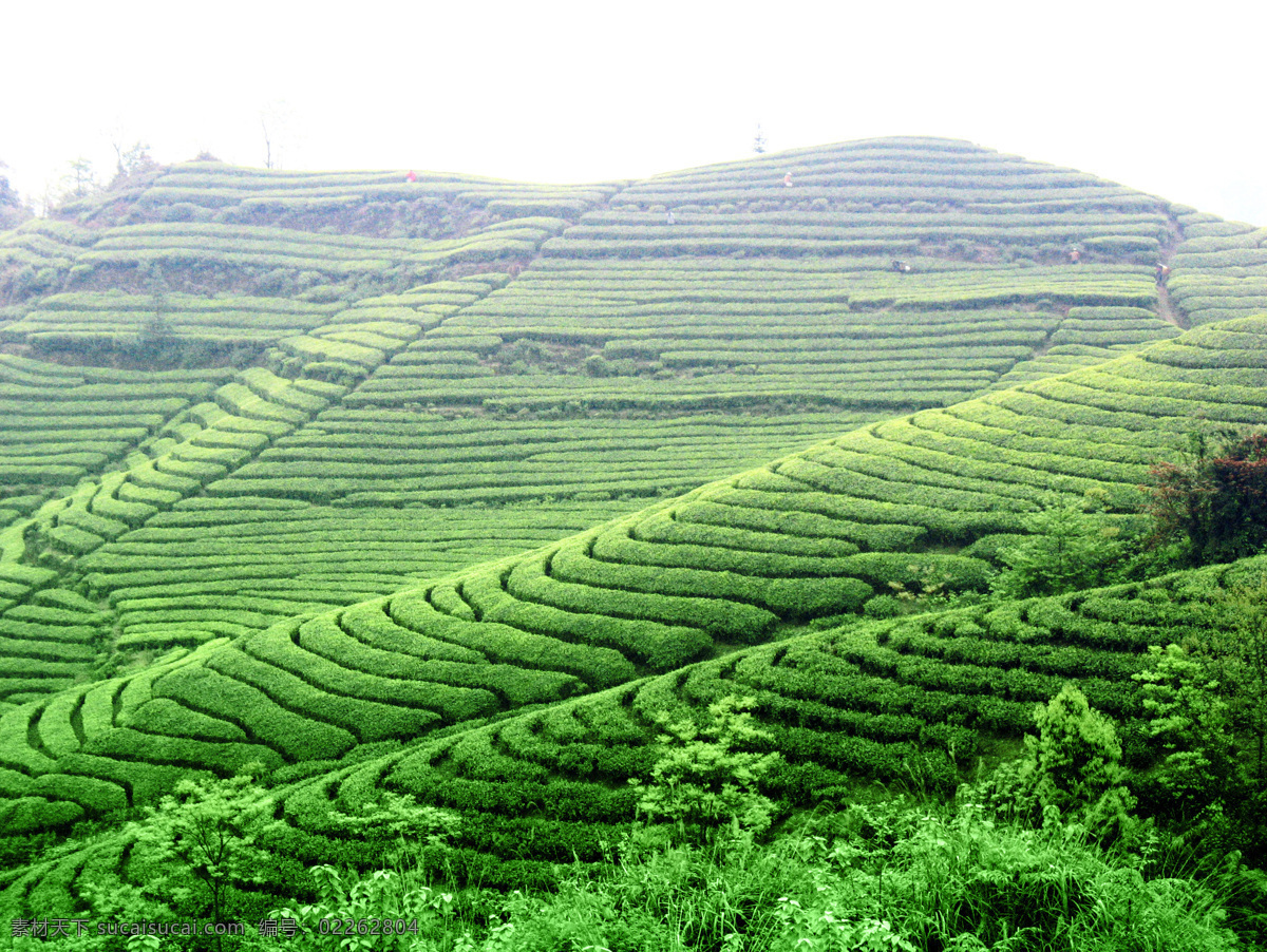 茶叶 茶园 茶山 茶 田园风光 自然景观