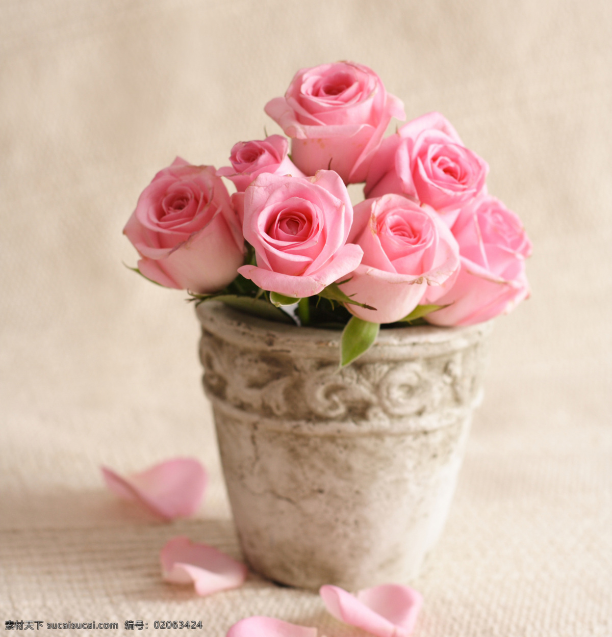 玫瑰花 美丽鲜花 花卉 花朵 粉红玫瑰 花瓣 花盆 花草树木 生物世界