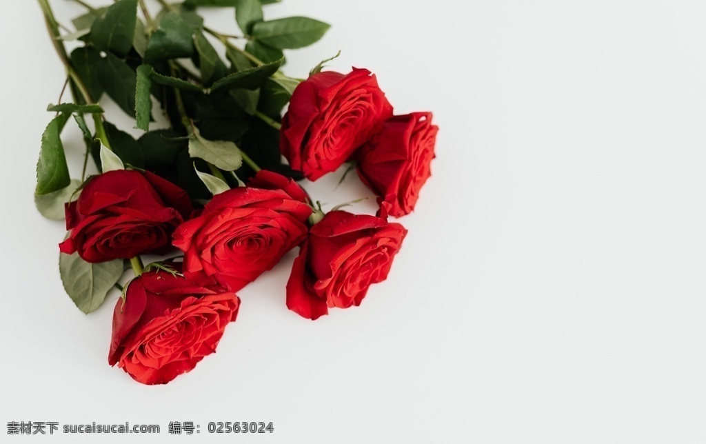红玫瑰 玫瑰 红色 热情 爱情 北京 浪漫 告白 创意 生物世界 花草