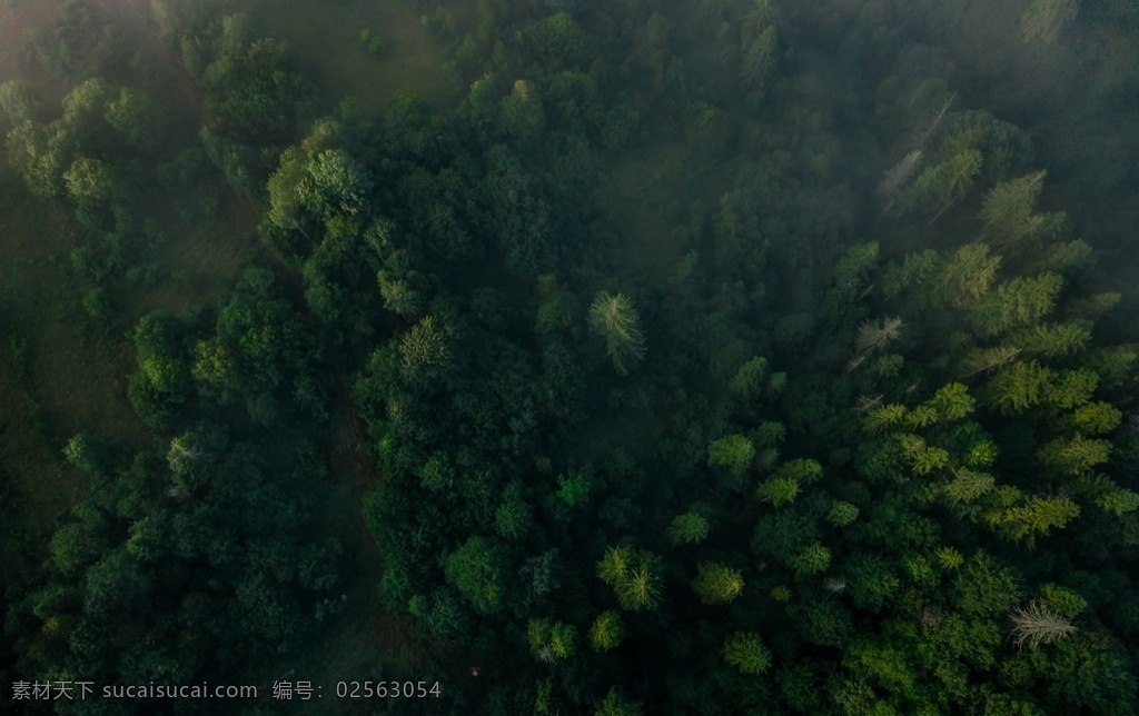 俯视 森林 高清 自然 自然景观 山水风景