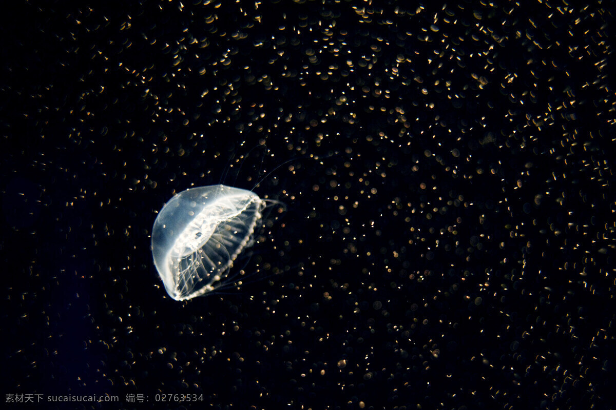 水母 海洋生物 海底世界 海洋 礁石 生物世界 鱼 鱼类 珊蝴礁石 珊蝴 海底景色