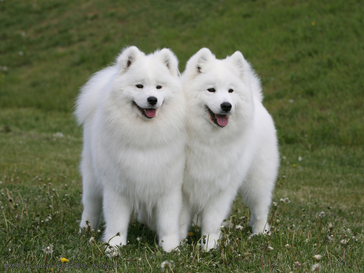 两 只 可爱 萨摩 耶 狗 小狗 狗狗 可爱小狗 动物世界 宠物狗 陆地动物 生物世界 萨摩耶小狗 灰色