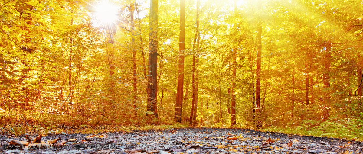 秋天 树林 风景 森林 树木 绿色树木 户外风景 自然风景 自然景观 黄色