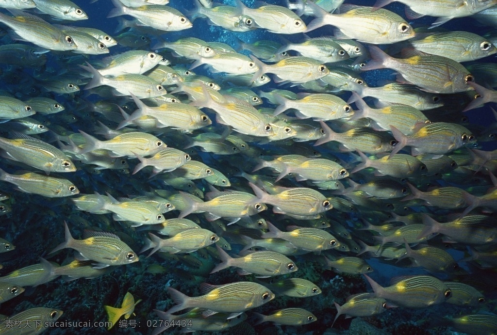 海洋生物 蓝色海洋 海底鱼类 海水 海底鱼群 珊瑚 海藻海草 海底摄影 海底世界 海底生物 海洋世界 海底奇观 图素动植物类 生物世界