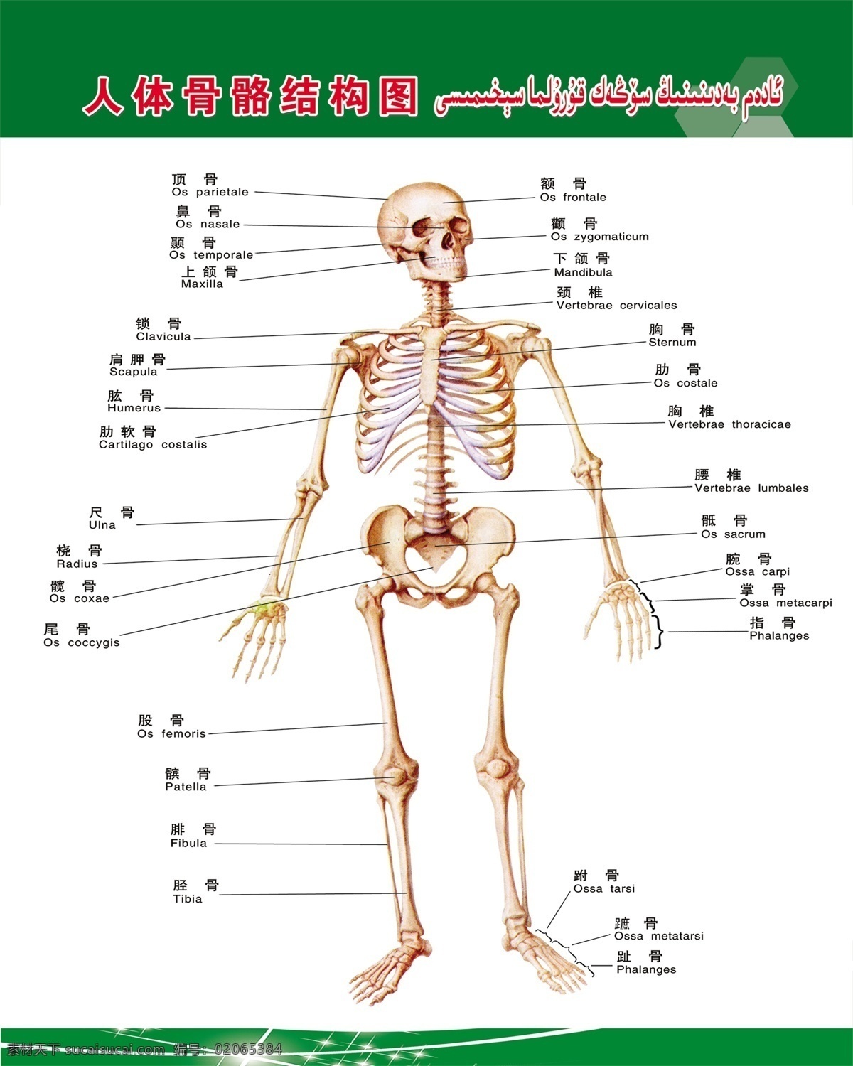 人体 骨骼 结构图 人体骨骼 人体骨骼结构 骨骼结构 骨骼图 骨骼结构图 分层