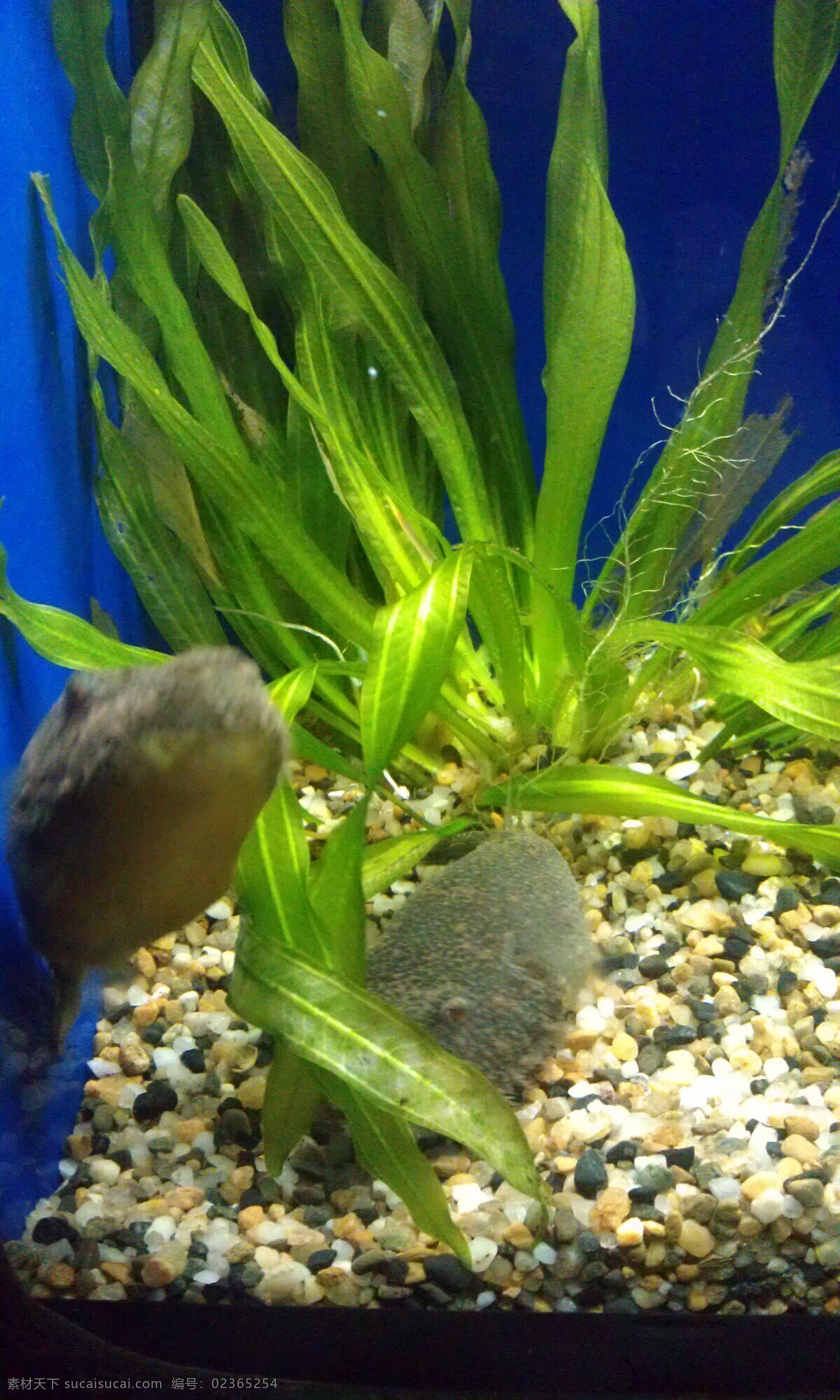 海底 植物 水 绿色 海洋 生物世界 海洋生物