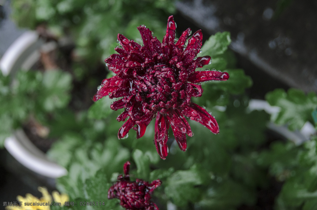 雨中的菊花 菊花 菊展 菊花展 花簇 雨中的花 盛开的菊花 雏菊 清新 绽放 露珠露水花朵 贡菊 菊花素材 精品菊花 白色菊花 秋菊 植物花卉 血红色菊花 棕色菊花 粉红色菊花 粉色菊花 小雏菊 含苞待放 粉菊花 墨菊花 绿菊花 金背大红 紫菊花 花 生物世界 花草