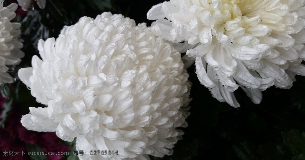 菊花 白菊 原创 花草 生物世界