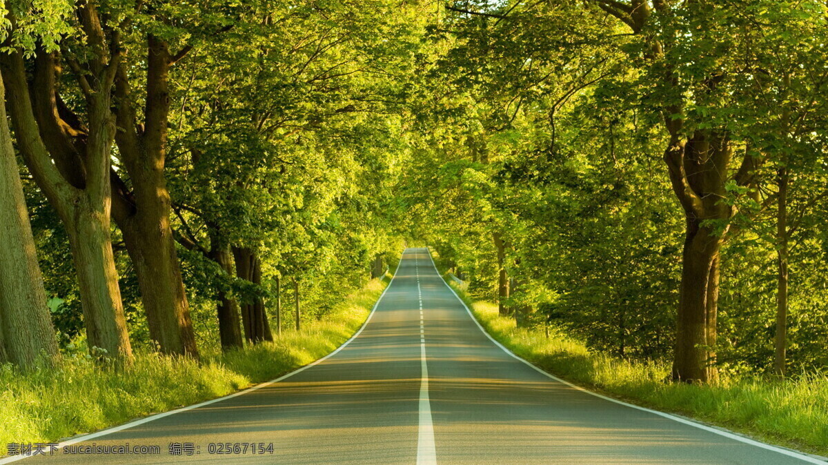 林荫大道 树木 绿色 大树 树荫 道路 公路 两旁 摄影图片 jpg素材 树林 风景 自然风景 自然景观