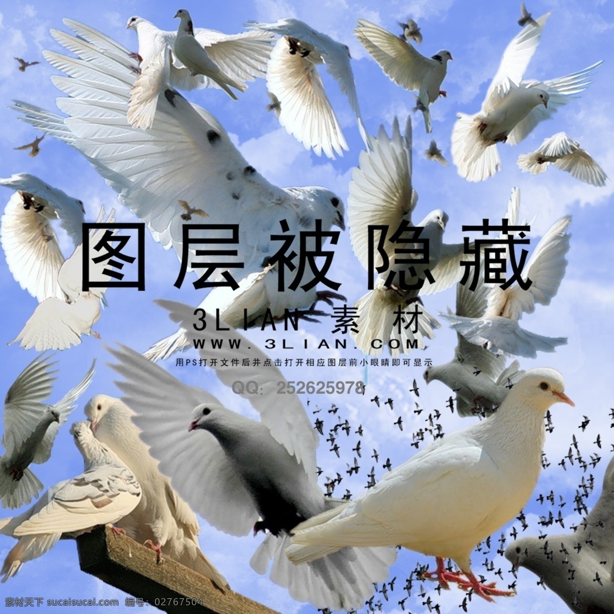 鸽子 分层