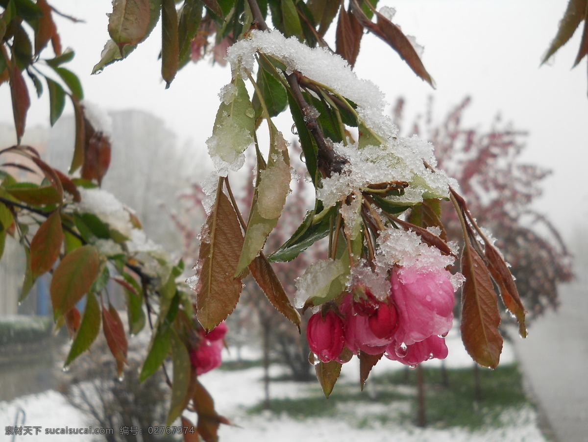 雪 中 海棠 春天 花草 生物世界 鲜花 雪中海棠 psd源文件