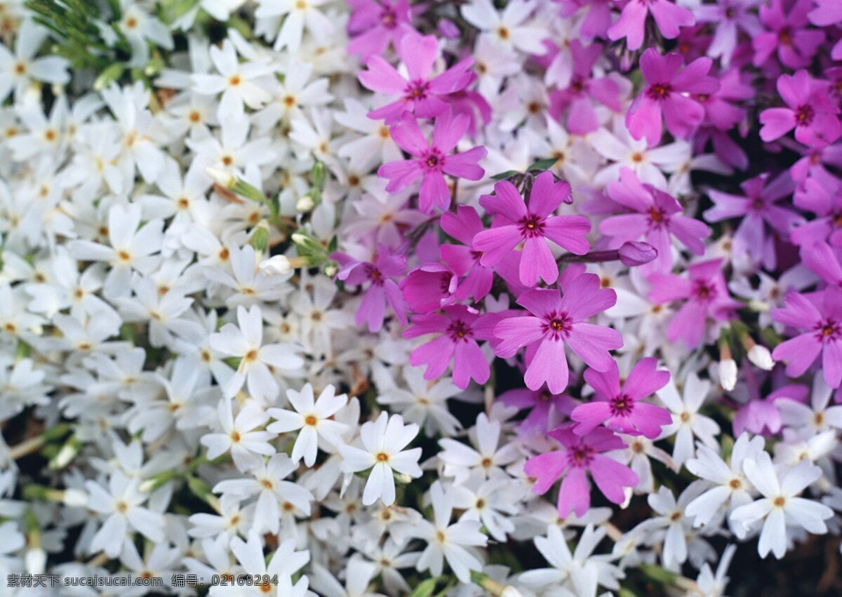 白色 小花 特写 花特写 花卉 风景 野花 花海 自然风景 植物 花 花草树木 生物世界