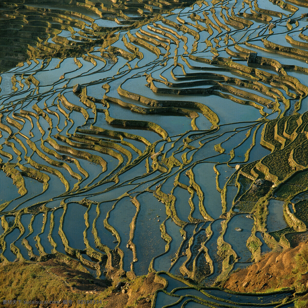 梯田 田地 水塘 水 水稻 自然景观 自然风景