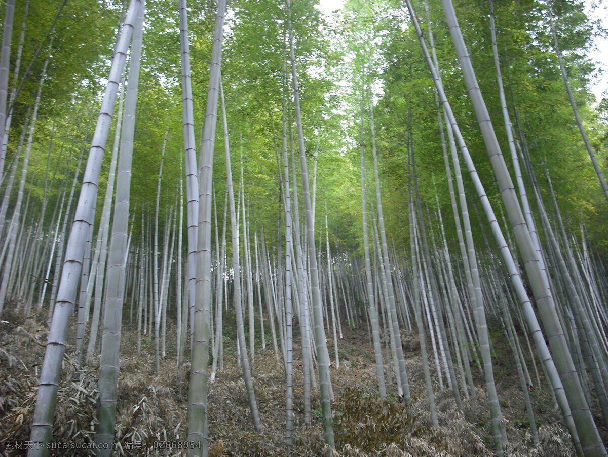 木 坑 竹海 山竹 生物世界 树木树叶 竹子 木坑竹海 矢量图 日常生活