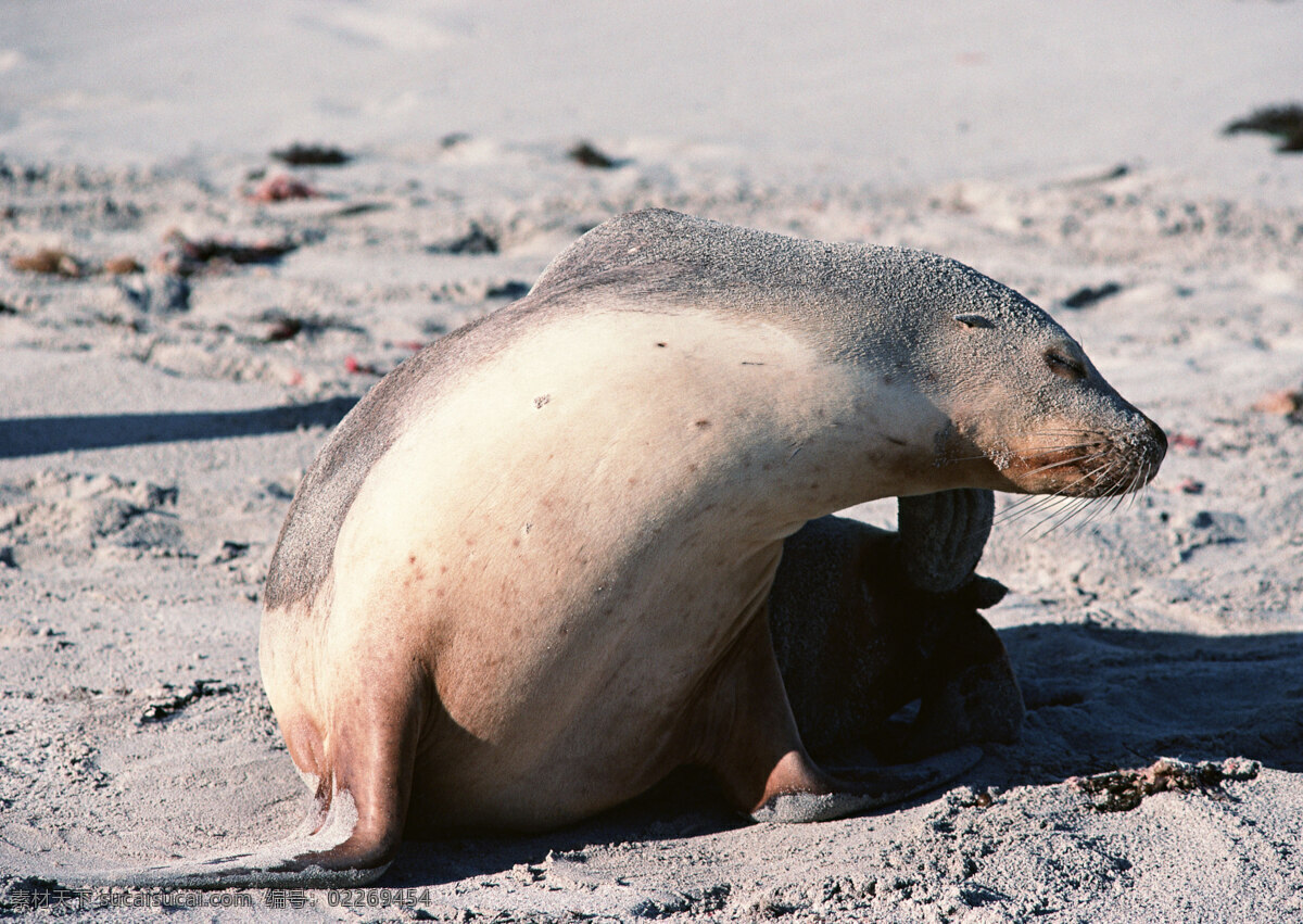 沙滩 上 海豹 动物世界 生物世界 水中生物
