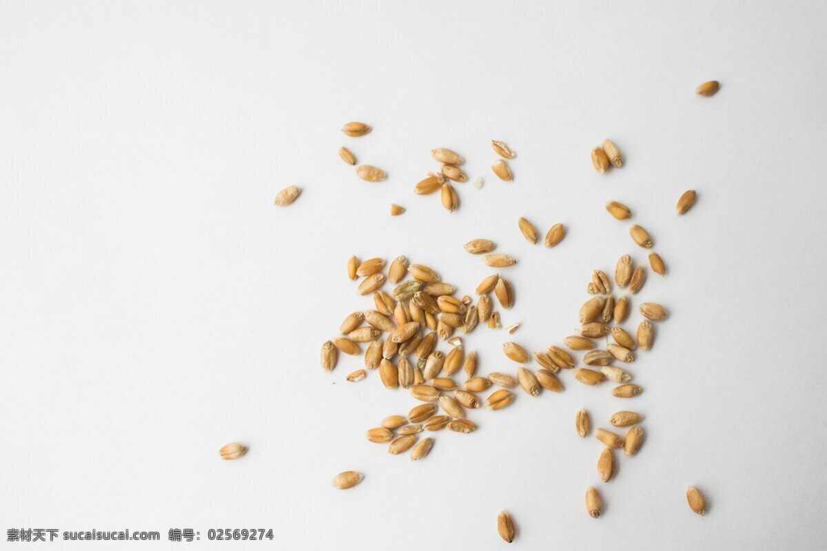 麦穗小麦图片 麦穗图片 小麦图片 麦穗 小麦 粮食 麦粒 面粉 面包 麦田 金黄麦田 丰收 麦地 田园风光 美食类 餐饮美食 食物原料