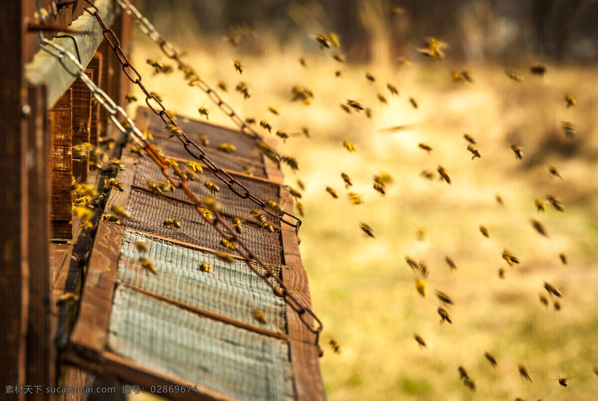 蜂巢 蜂群 蜂蜜 采蜜 小蜜蜂 动物 生物世界 昆虫