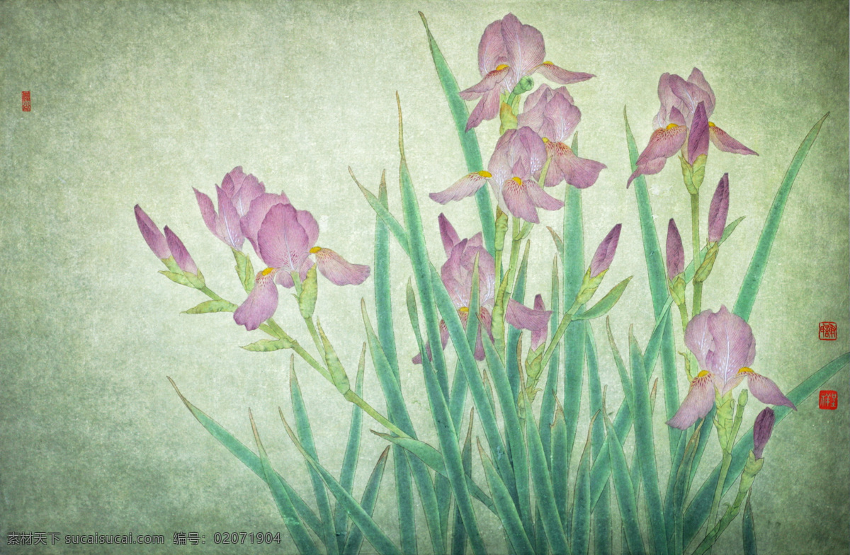 兰花 谢呈祥 国画 工笔 重彩 韭兰 粉红 紫色 花草 花卉 当代中国画 绘画书法 文化艺术