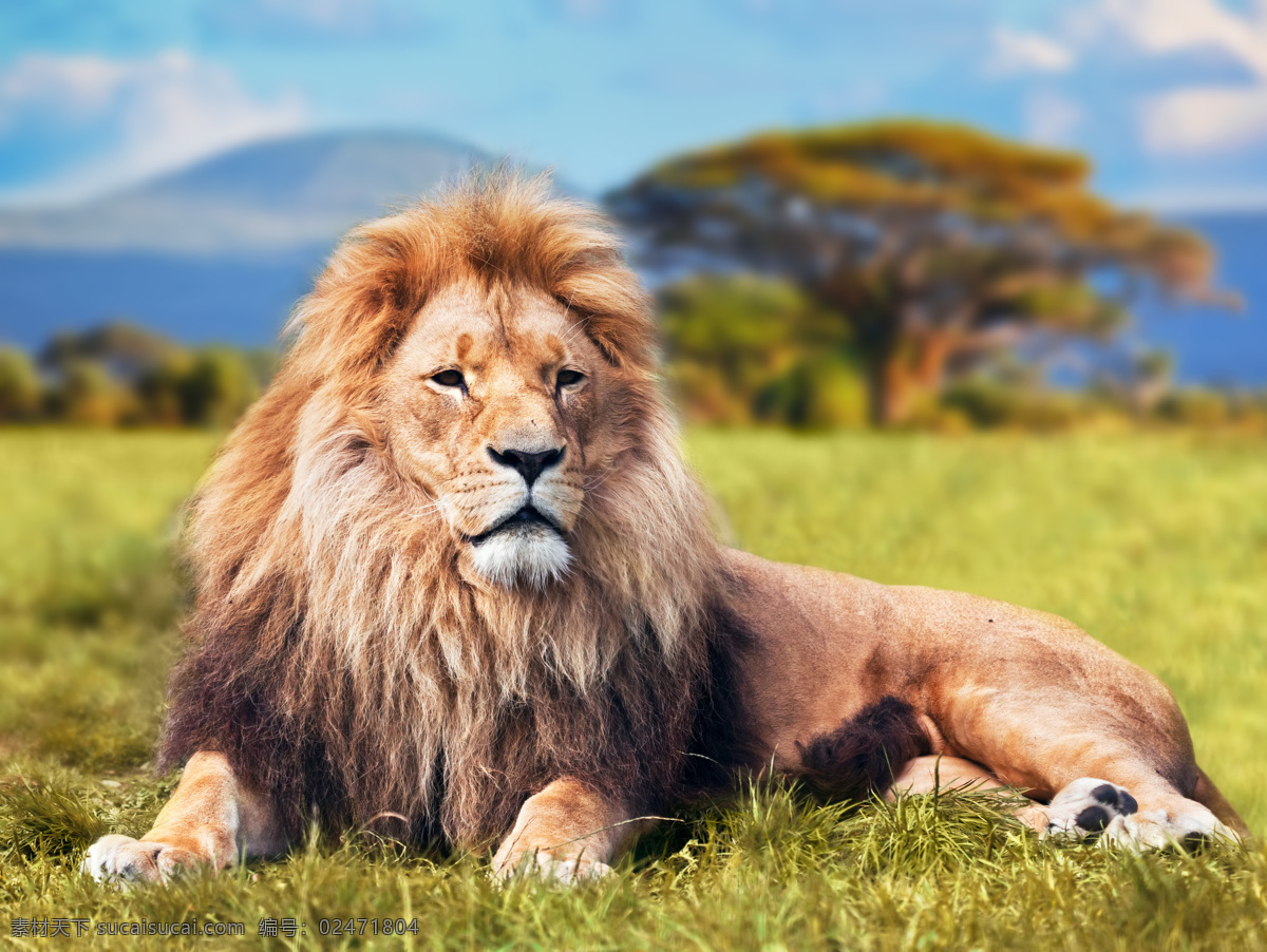 雄狮 狮子 威武 非洲狮 非洲动物 食肉动物 食物链 狮王 猛兽 猫科动物 野生动物 生物世界