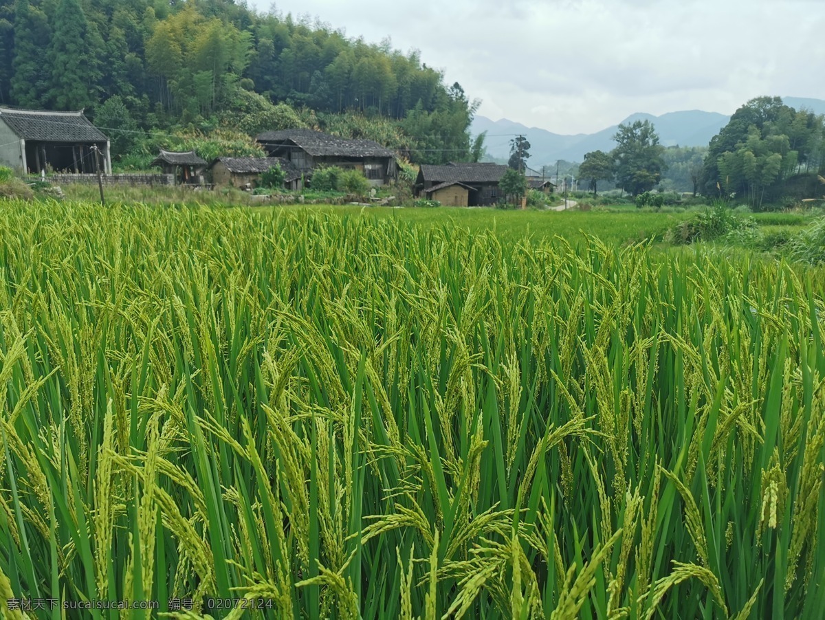 水稻田 秧田 田园风光 水稻特写 稻田 谷穗 稻子水稻 稻穗抽穗 稻谷谷子 大米稻粒 成熟的水稻 稻穗 稻谷 农田水稻 稻子 水稻 水稻种植 谷物 谷子 谷穗子 摄影图片