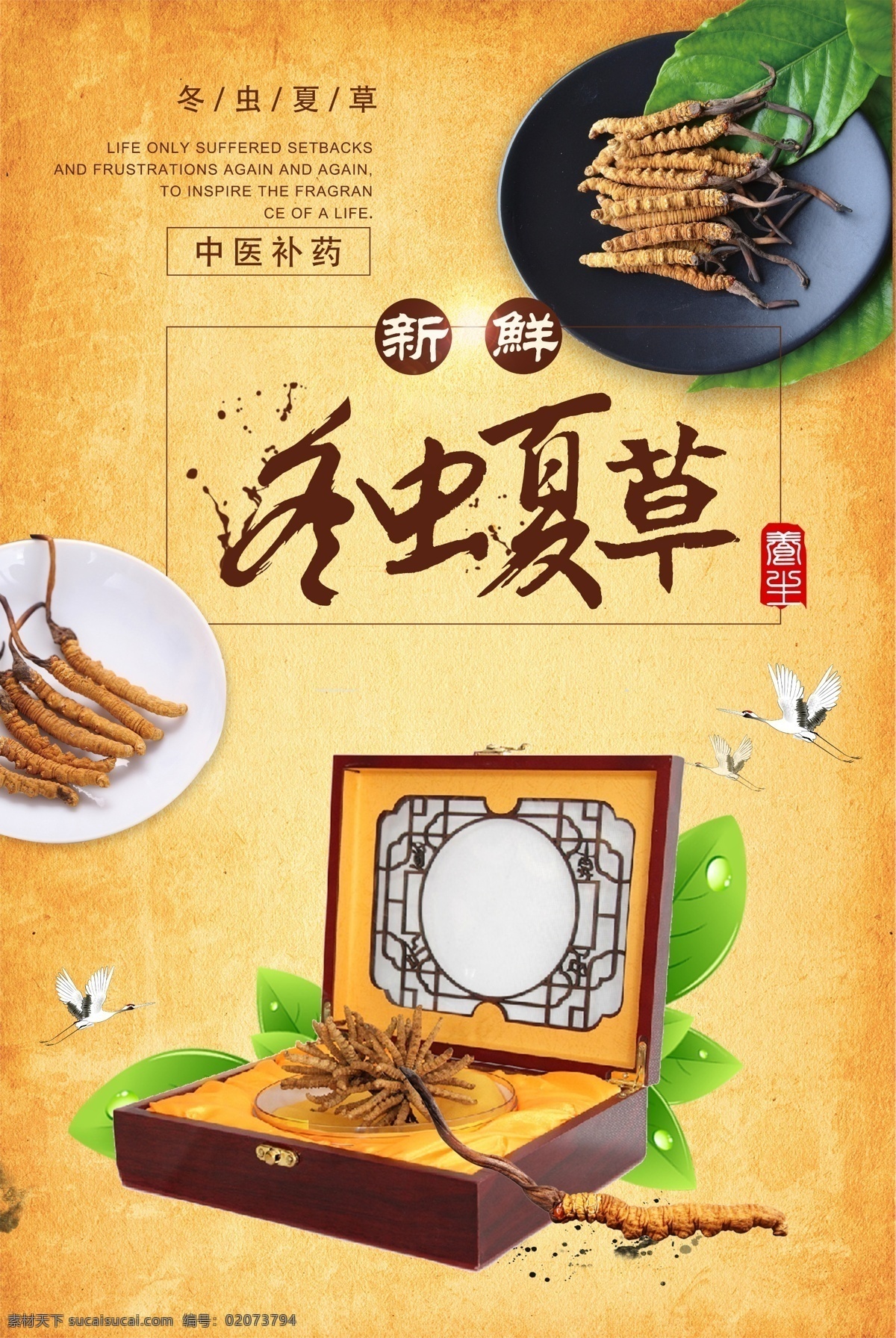 冬虫夏草 虫草 盒子 礼盒 中国风 古典 中医 中药 中医馆 宣传海报 设计文件
