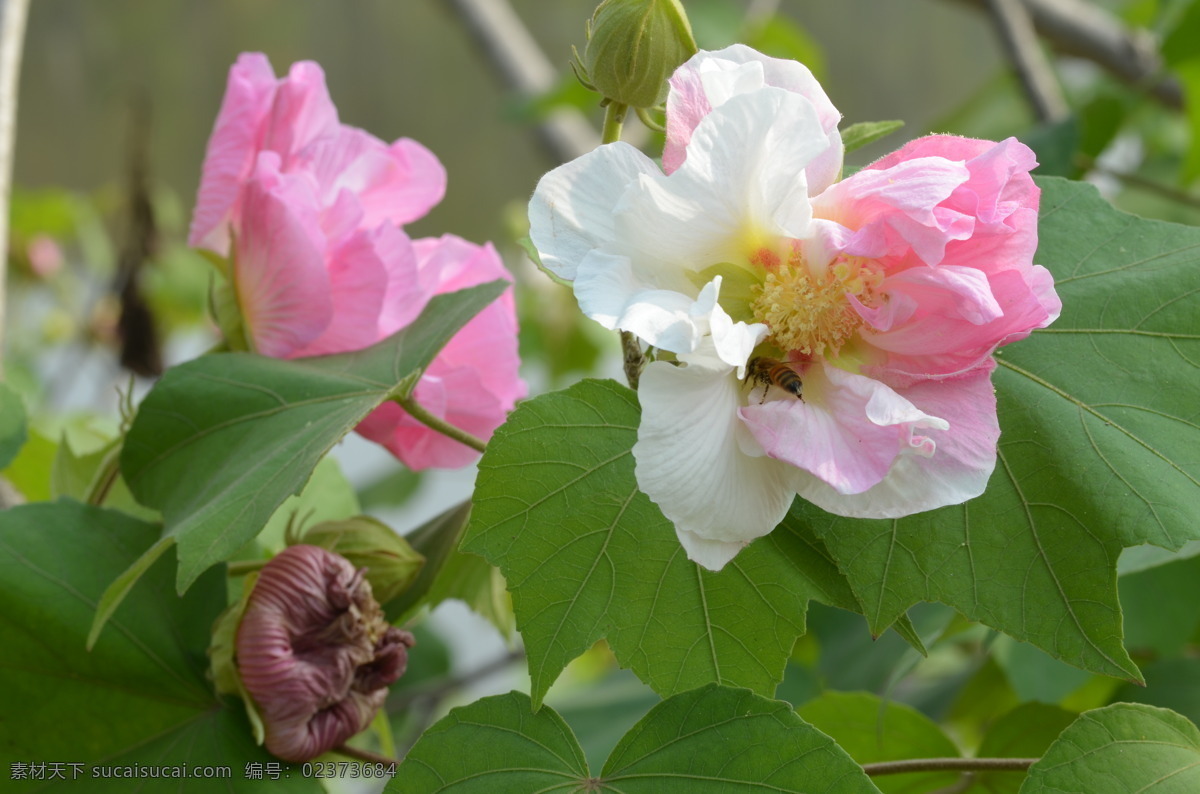 花卉 落叶灌木 系湖南原产 植物 芙蓉花 生物世界 花草
