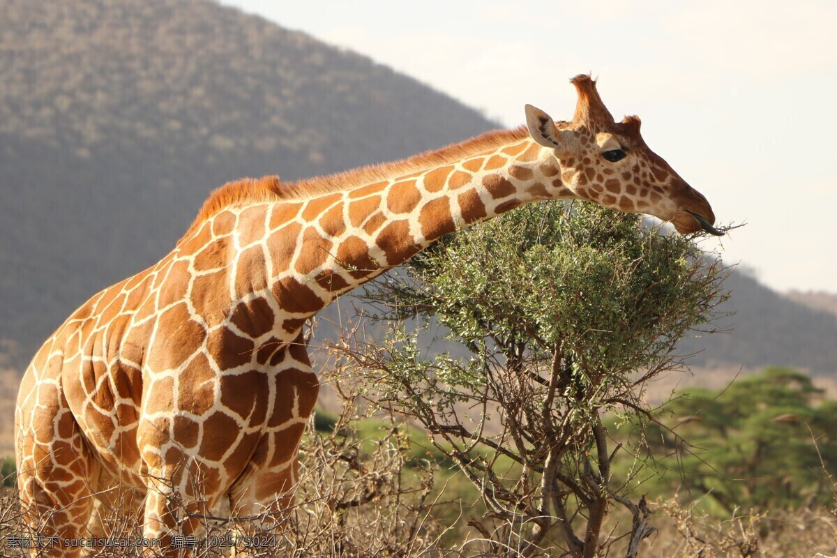 长颈鹿 食草动物 非洲草原 草原单位 野生动物 保护动物 狂野非洲 生物世界